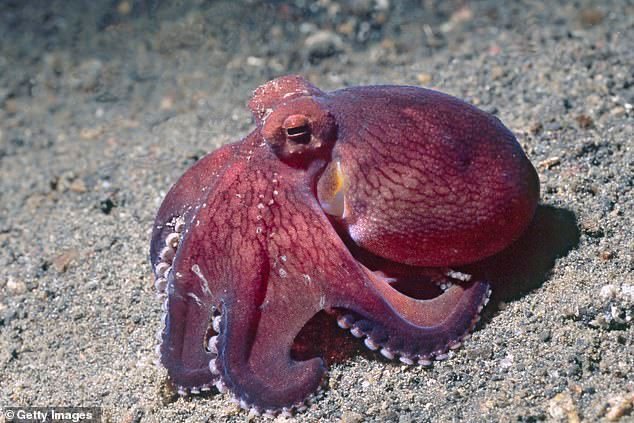 octopus